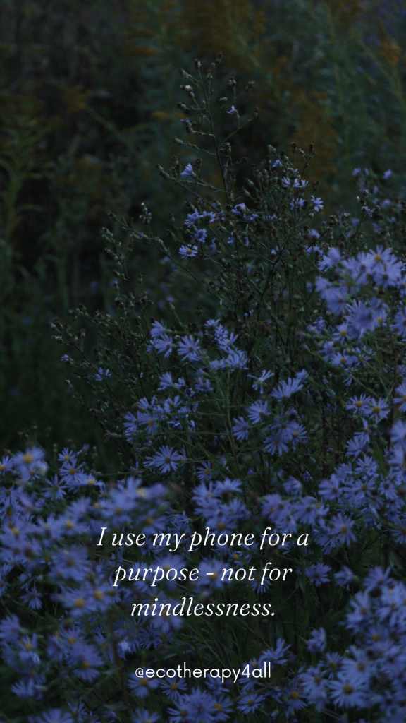 Clusters of purple aster in evening light. White text overlaid: I use my phone for a purpose - not for mindlessness.